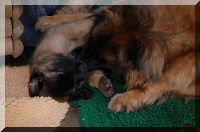 leonberger 025.jpg